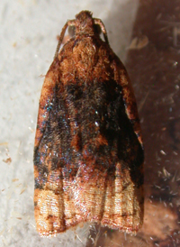 Black-shaded Platynota